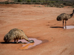 Outback NSW Broken Hill Silverton wilcannia wildlife