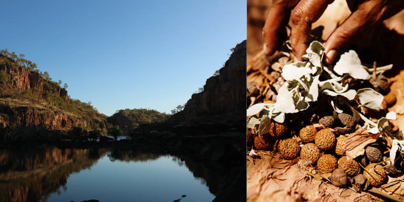 bush food native Katherine river