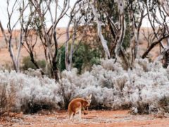 western australia outback roadtrips golden outback