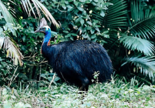 Cassowary Mission Beach rain forest far north Queensland
