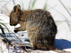 How to get the ultimate ethical selfie with a quokka