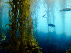 tasmania kelp forest snorkelling