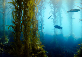 tasmania kelp forest snorkelling