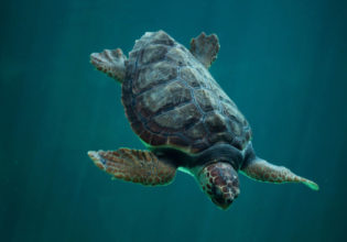 Loggerhead experience turtle bundaberg queensland viewing Mon repos