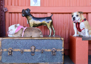 Animal Friendly Road Trip