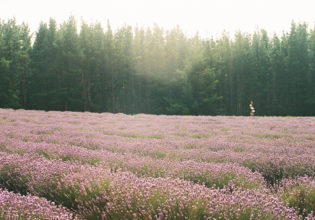 Bridestowe Lavender Farm