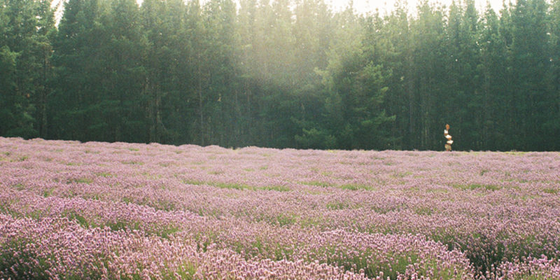 Bridestowe Lavender Farm