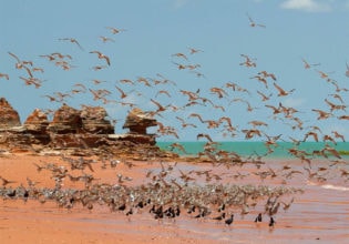 Broome wildlife