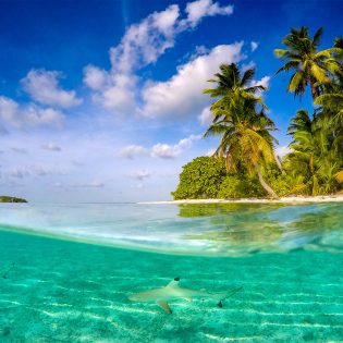 Shark in the Crystal clear water of Cocos (Keeling) Islands