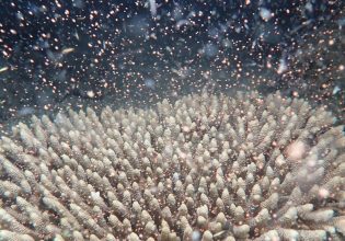 The annual coral spawning on the Great Barrier Reef at Flynn Reef