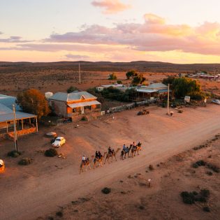 Silverton Outback Camels in Broken Hill