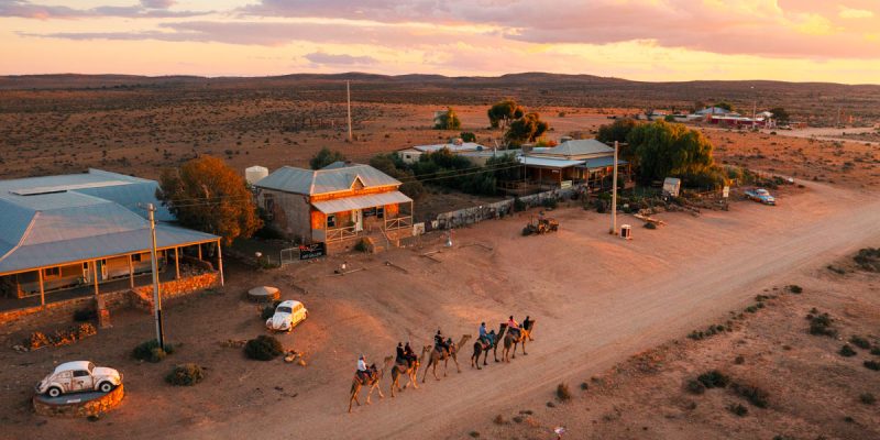 Silverton Outback Camels in Broken Hill