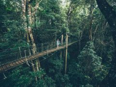a woman passing through O'Reilly's Tree Top Walk, Lamington National Park