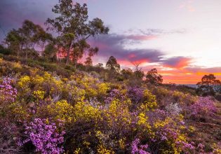 WA Wildflower trail guide, Western Australia