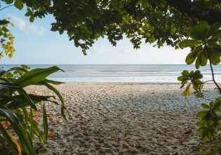 Looking through trees to Cape Tribulation Beach. (Image: Tourism and Events Queensland)