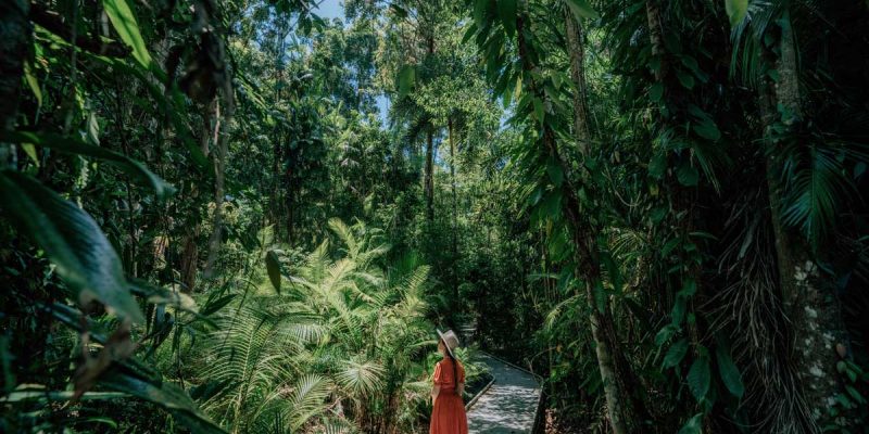Woman stands on Marrdja Boardwalk between lush foliage in the Daintree Rainforest. (Image: Tourism and Events Queensland and Emilie Ristevski)