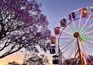Jacaranda trees with a ferris wheel