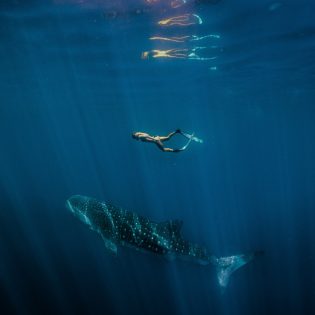 Female swimming with a Whale Shark (Rhincodon typus) at Ningaloo Marine Park. (Image: Tourism Western Australia)