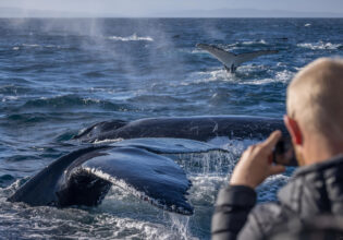 whale watching in Merimbula with Sapphire Coastal Adventures