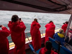 Pennicott Wilderness Tours Bruny Island