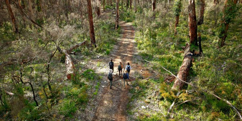 Towering karri and marri trees of Boranup Forest.