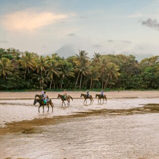Cape Trib Horse Rides