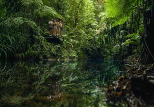 lush landscapes at Djiru National Park