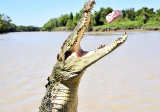 feeding the crocodile, Jumping Crocodile Cruises on Adelaide River