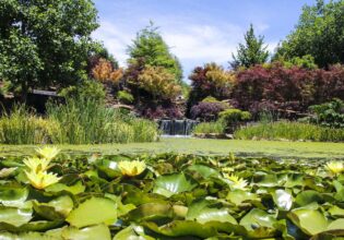 waterlilies in the pond of Mayfield Garden