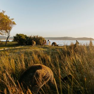 a family sitting together with kangaroos facing the beach at NRMA Murramarang Beachfront Holiday Resort