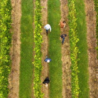 Group enjoying a tour of vineyards with Orange Wine Tours in Orange