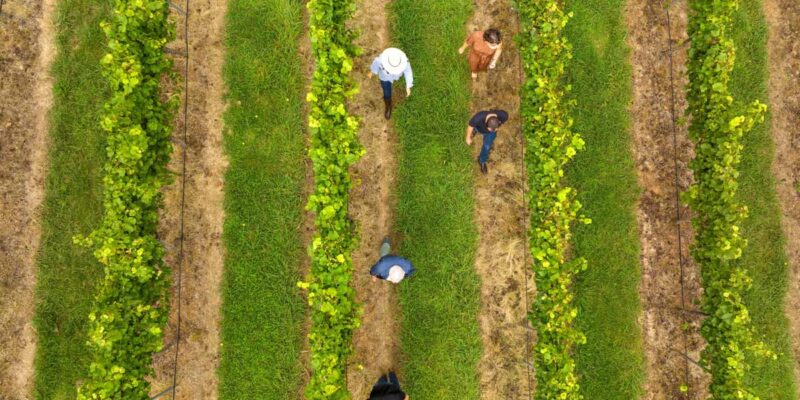 Group enjoying a tour of vineyards with Orange Wine Tours in Orange