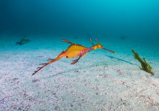 a weedy seadragon located in coastal waters off Kurnell in South Sydney