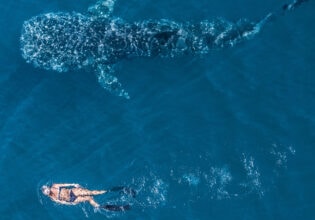 Woman snorkels alongside a whale shark in Ningaloo WA