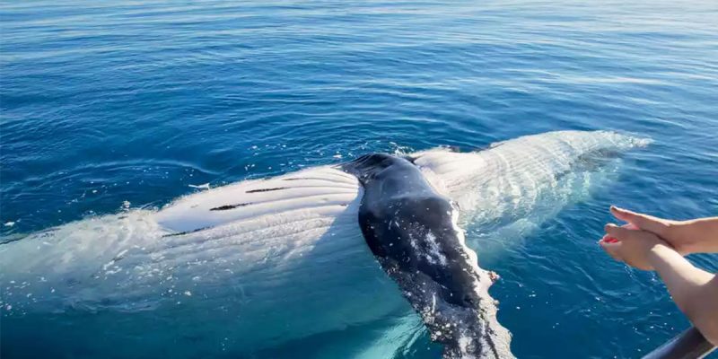 Top things to do in Hervey Bay