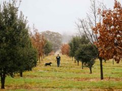 Truffle Canberra farm hunting