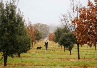 Truffle Canberra farm hunting