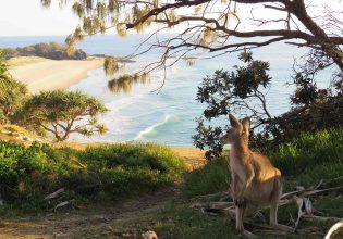 A kangaroo checks out the surf on North Stradbroke Island