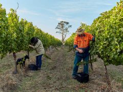 Witcher Ridge Winery in Margaret River