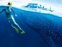 A close encounter with Ningaloo’s whale sharks