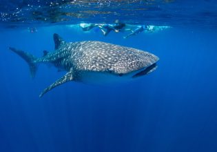 Snorkelling with whale sharks off Christmas Island