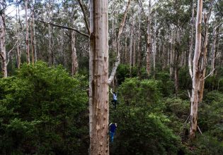 Exploring the Southern Forests, WA