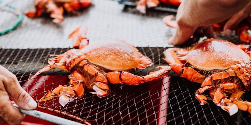 Spanner Crab in Mooloolaba for The Curated Plate