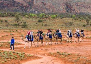 Exploring the outback ochre terrain aboard Trillion, Pixie, Dock, Ruby, Saleh, Anna and Odin from Pyndan Camel Tracks, south west of Alice Sp