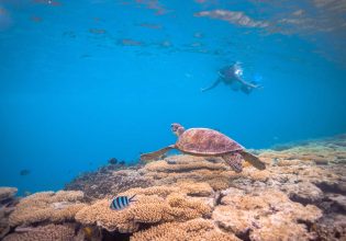 a lady snorkelling on the reef off Lady Musgrave Island looking at a turtle and colourful fish life