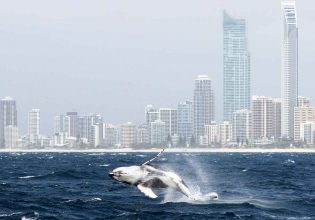 Whale watching, Gold Coast, QLD Australia