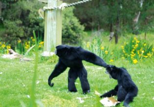 Review: Zoofari Lodges at Western Plains Zoo