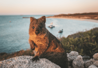 Things to do Rottnest Island